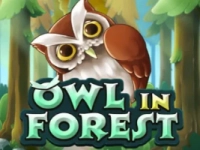 Owl in Forest