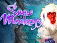 Snow Monkeys