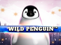 Wild Penguin