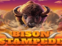 Bison Stampede