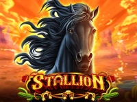 Stallion