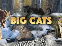 Big Cats