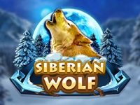 Siberian Wolf