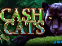 Cash Cats