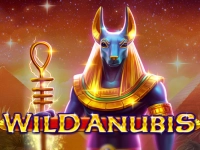 Wild Anubis