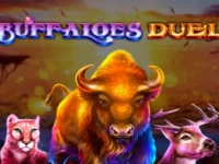 Buffaloes Duel