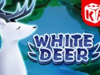 White Deer