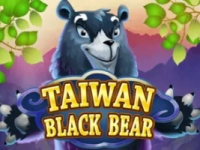 Taiwan Black Bear